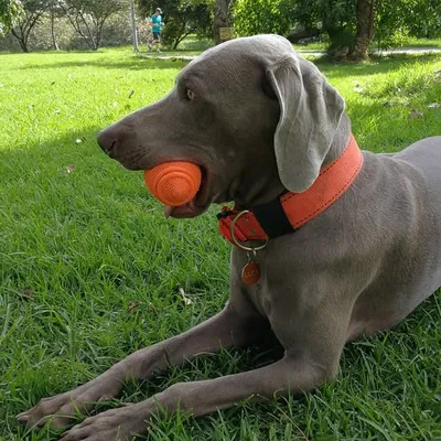 Luca the weim profile