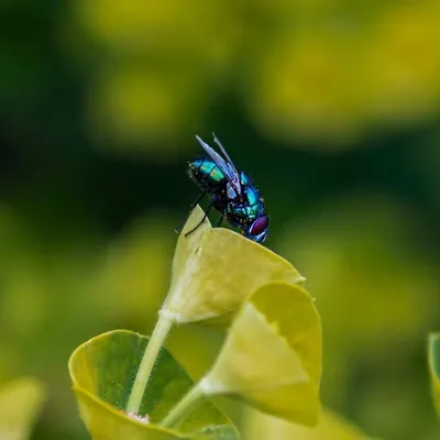 La mouche profile