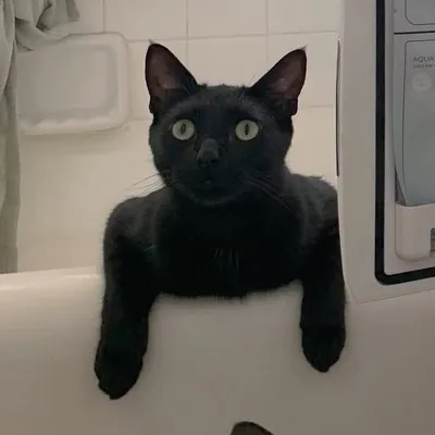 LA Black Cats profile