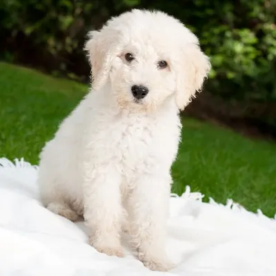 Labradoodle Nation profile