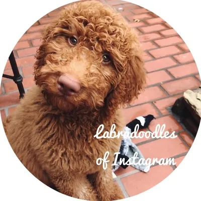Labradoodles of Instagram profile