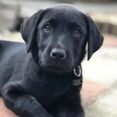 Labrador Posts Daily ๐ถ profile
