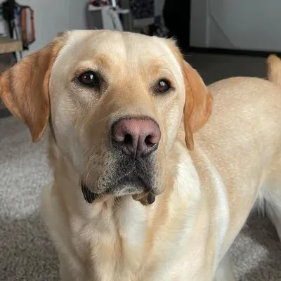 Labrador Retriever Dogs🐾 profile