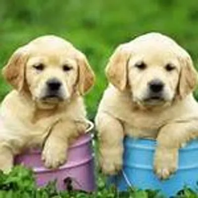 Labrador Lovers profile