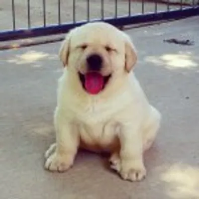 ORIGINAL Labs Of Insta! profile