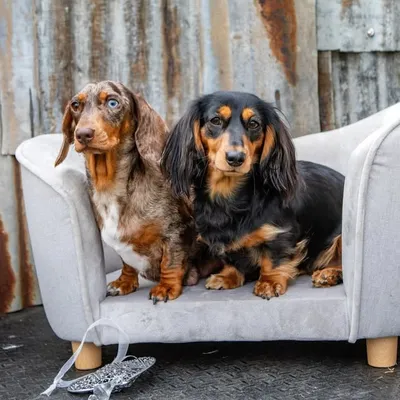 Lacey & Indie profile