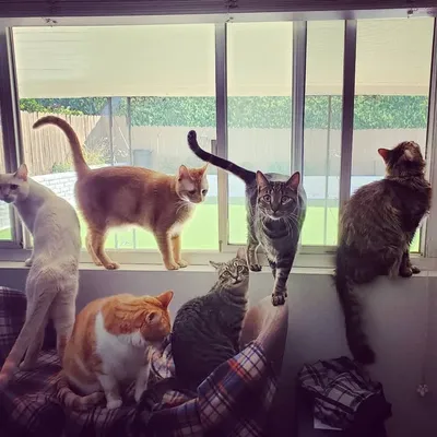 Mr.Cain & Friends ❤ 🐾 profile