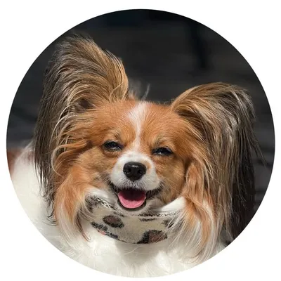 Lady Daphne Sweet Papillon profile
