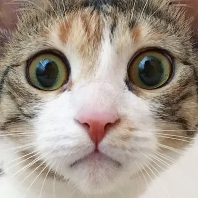 Lady The Cat profile