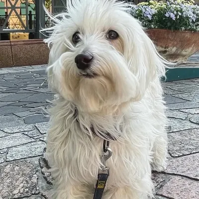 Laffy profile