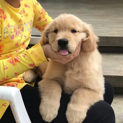 Laika Golden Retriever profile