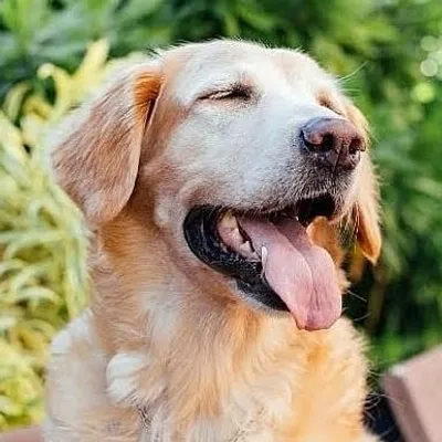 🐾 Laka🐾 profile