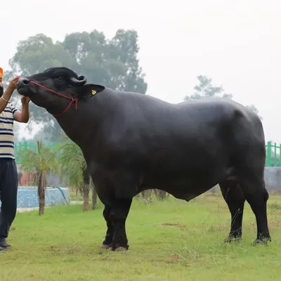 Lakshmi Dairy Farm profile