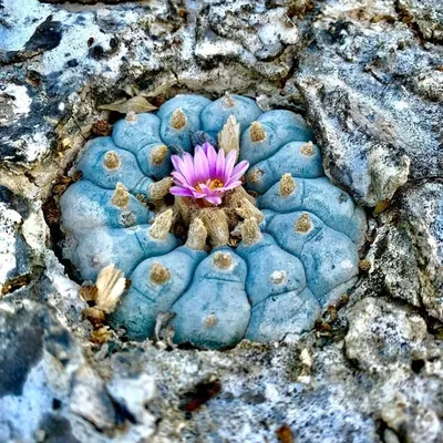 La Lophophora ๐
profile