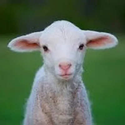 LAMBs | DANCE CREW profile