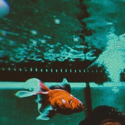 ايقونه الونسز. profile