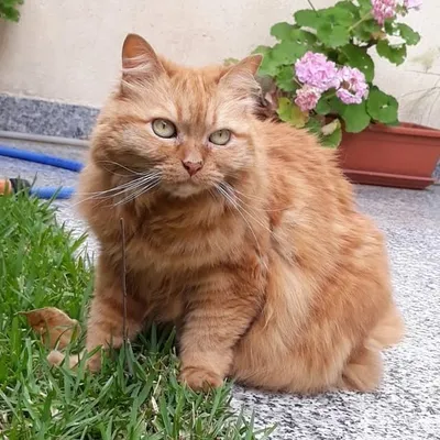 Popina profile