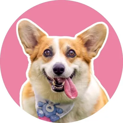 Lara the Corgi - Your Daily Dose of Floof profile
