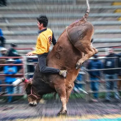Las Mejores Montas Del Jaripeo ๐ฒ๐ฝ profile