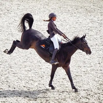 Laura Lorenzetti - Rider & Equestrian Coach profile