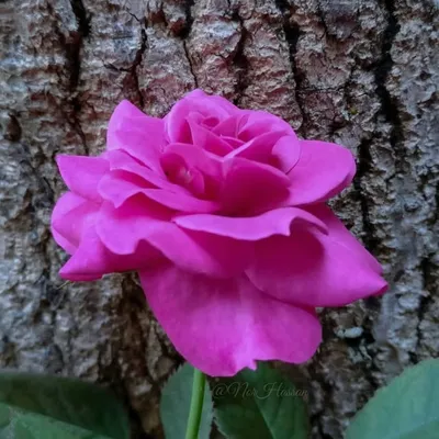 lavenderpink profile