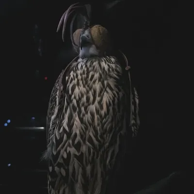 profile
