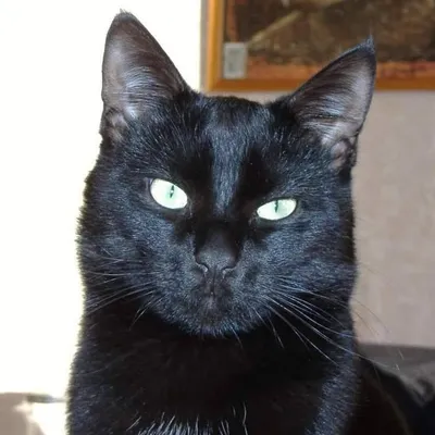 Petit Julo profile
