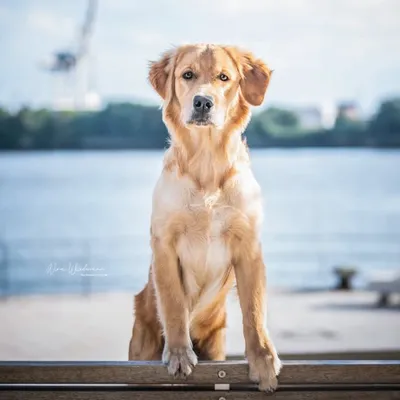 Leadoor Hundegedöns profile