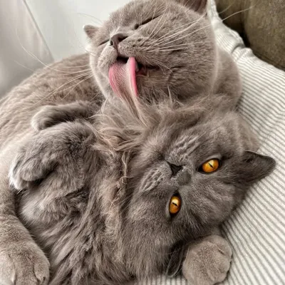 Donnie and Leo