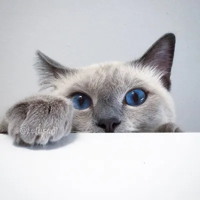 Felippo Blue Point Siamese Cat profile