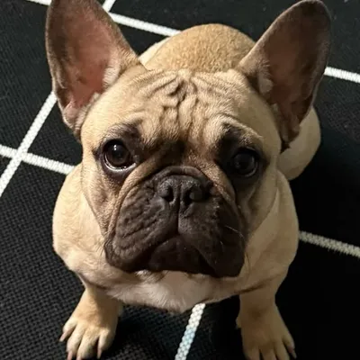 Bella Frenchie profile