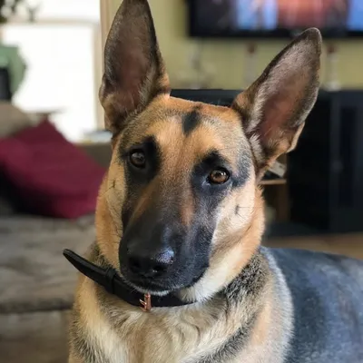 Leia profile