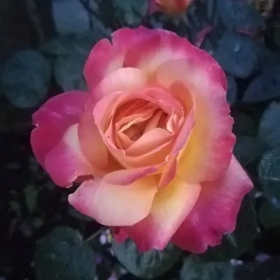 Lella pinkrose profile