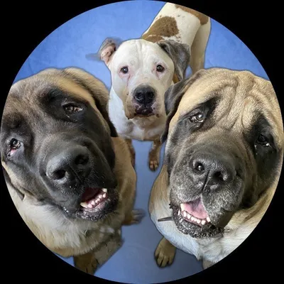 Lenny & Levon the Mastiffs profile