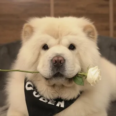 Leo | The Chow Chow profile