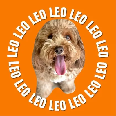 LEO THE CAVOODLE profile