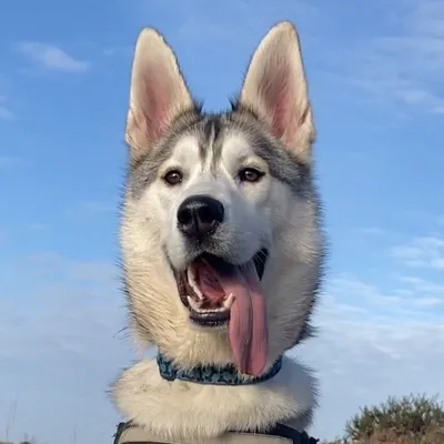 LEO profile