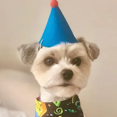 Leo The Parti Boy Yorkie profile
