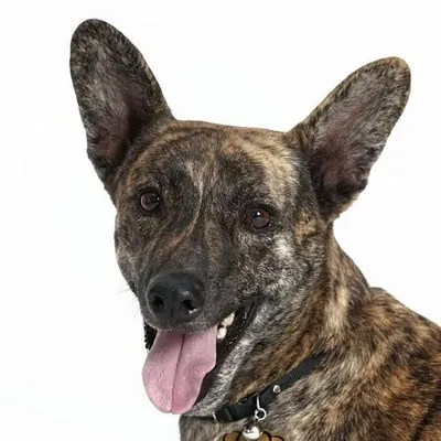 Leo The Dog profile
