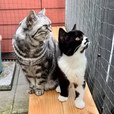 Leoyuki_cats profile