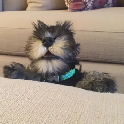 Leroy profile