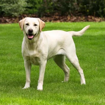 Let's Love Labradors profile