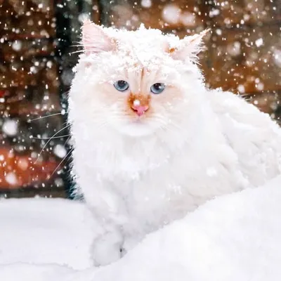 Levante | Siberian Cat ❄️ profile