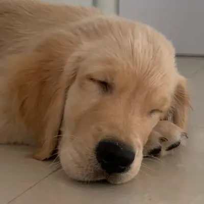 Levi | The Golden Retriever profile