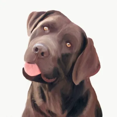 LEVI | AKC Labrador Retriever profile