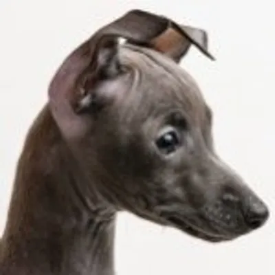 Italian Greyhound profile