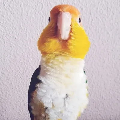 Life of Lewis the Caique profile