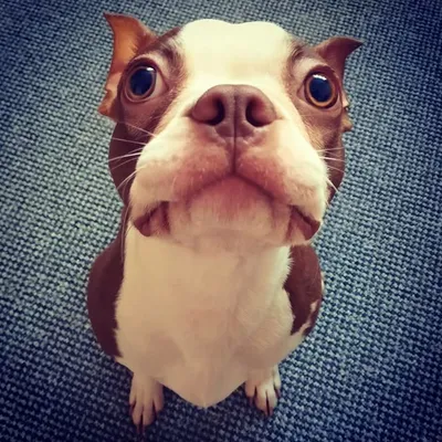 Lewi the Boston Terrier profile