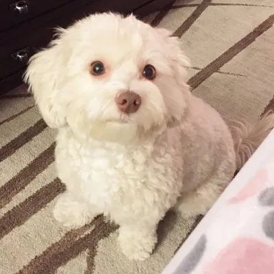 Lexie (aka Bobo) ๐ profile