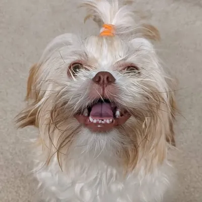 Lexi the Shih Tzu profile